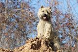 CAIRN TERRIER 334